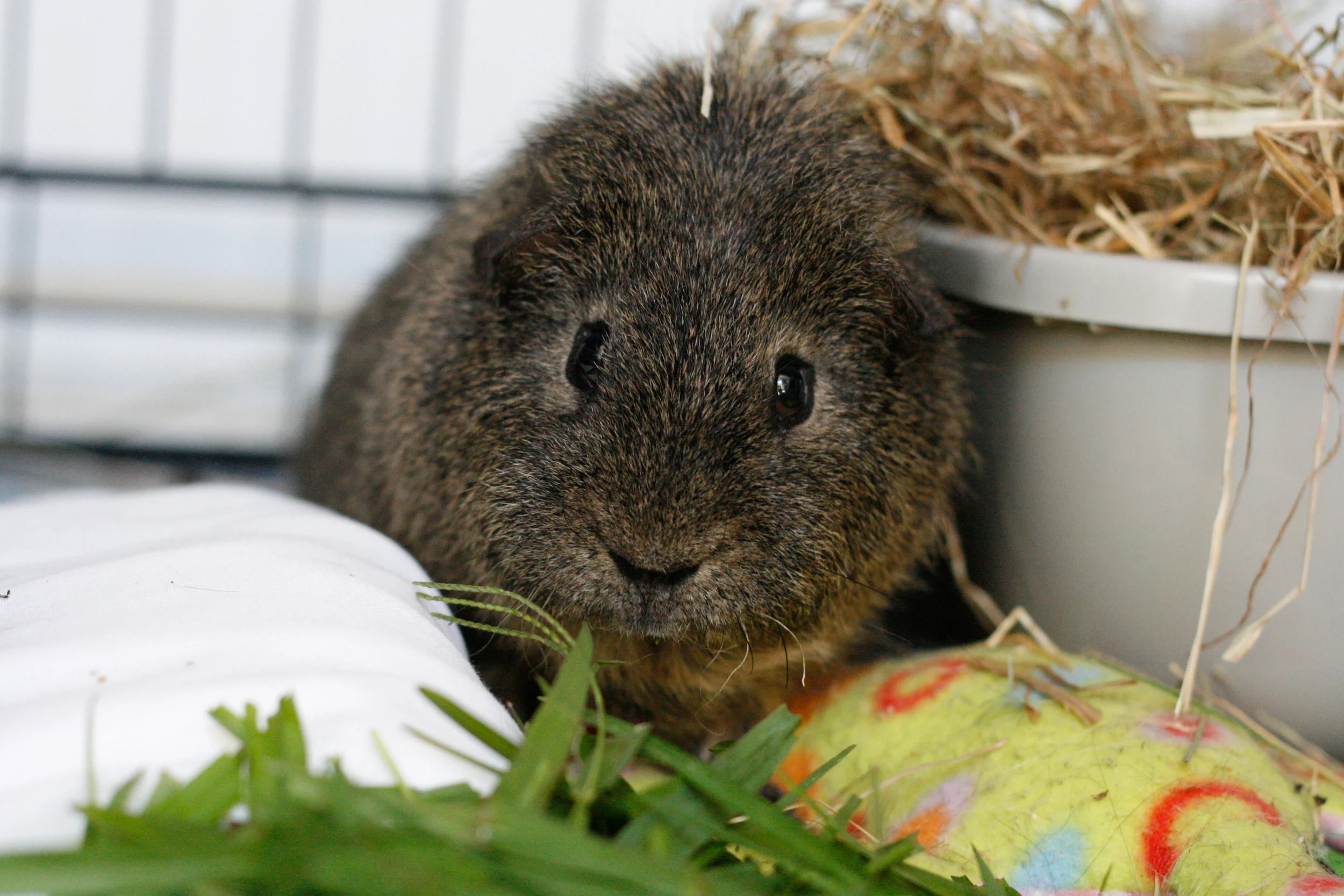 About — Bunny Boarding North Shore