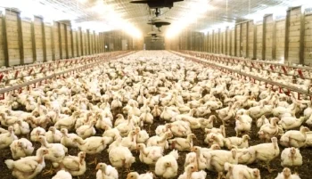 Broilers 1.jpg