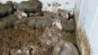 Covered in their own urine saturated faeces.