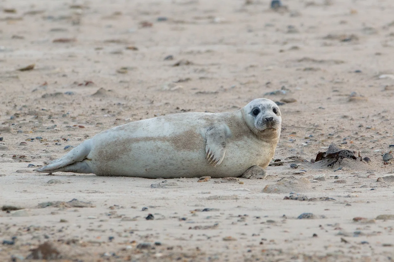 fur seal1.jpg