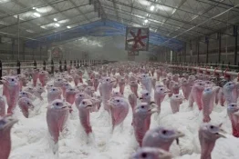 Turkeys-18.jpg