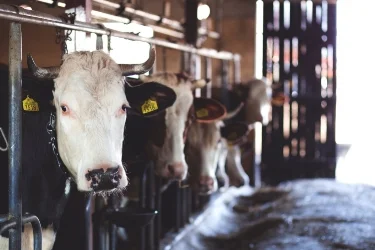 dairy cows for website.jpeg