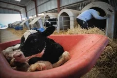 Boby Calf removed from his mother to be trucked off to slaughter.