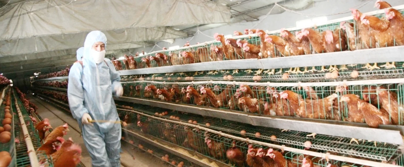 Layer CHICKEN-.jpg