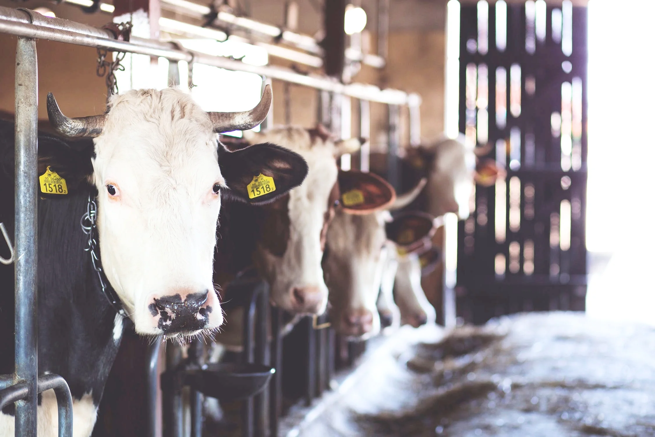 dairy cows for website.jpeg