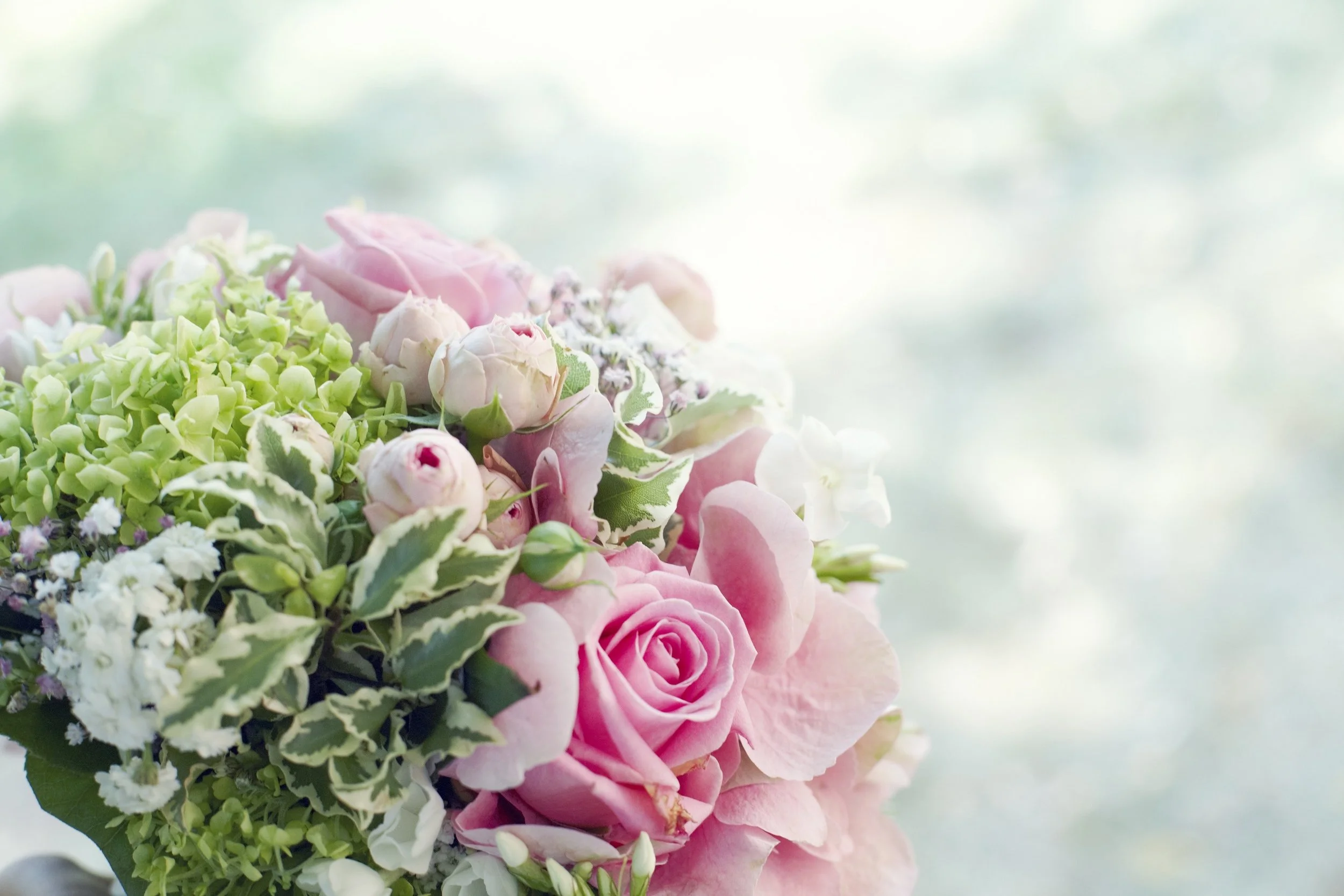 beautiful-beauty-blooming-355234.jpg