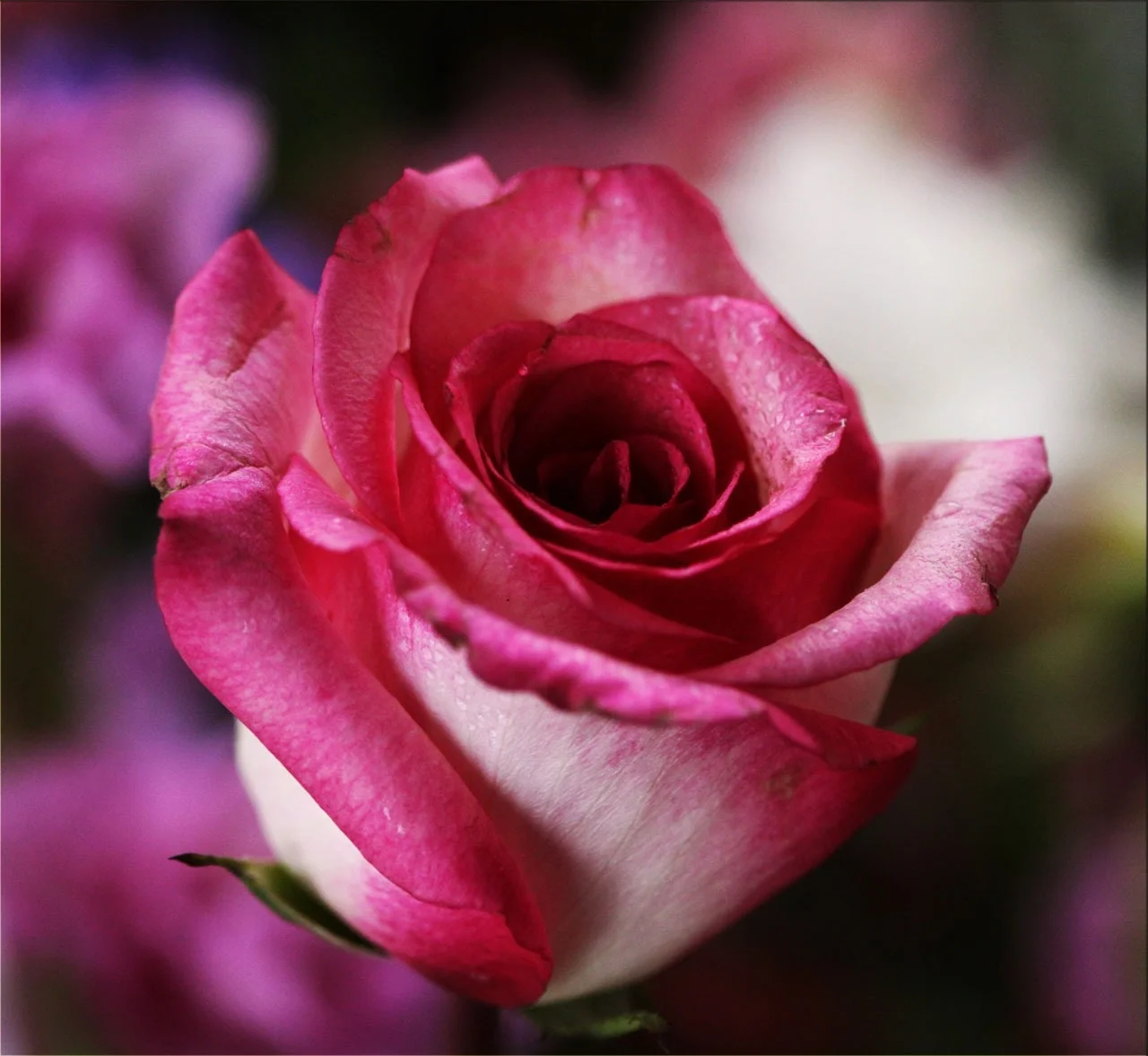 bloom-blossom-close-up-87472.jpg