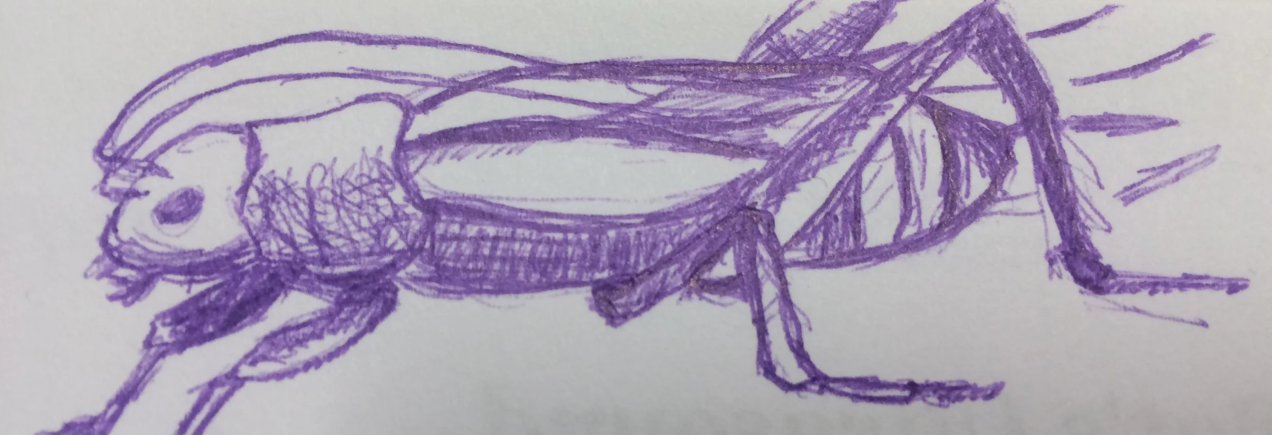 Sketch of grasshopper