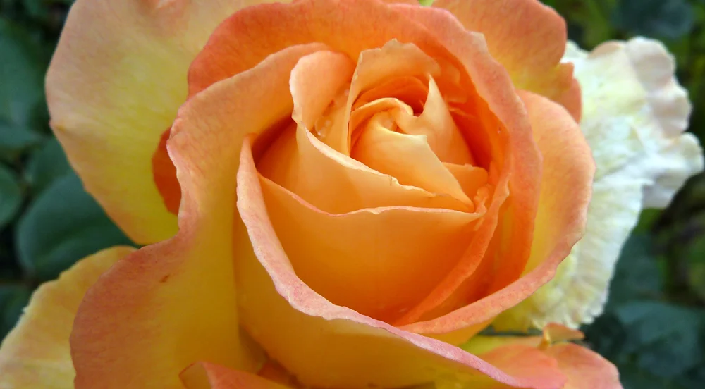 2012_0622-rose-for-rosie-wordpress.jpg