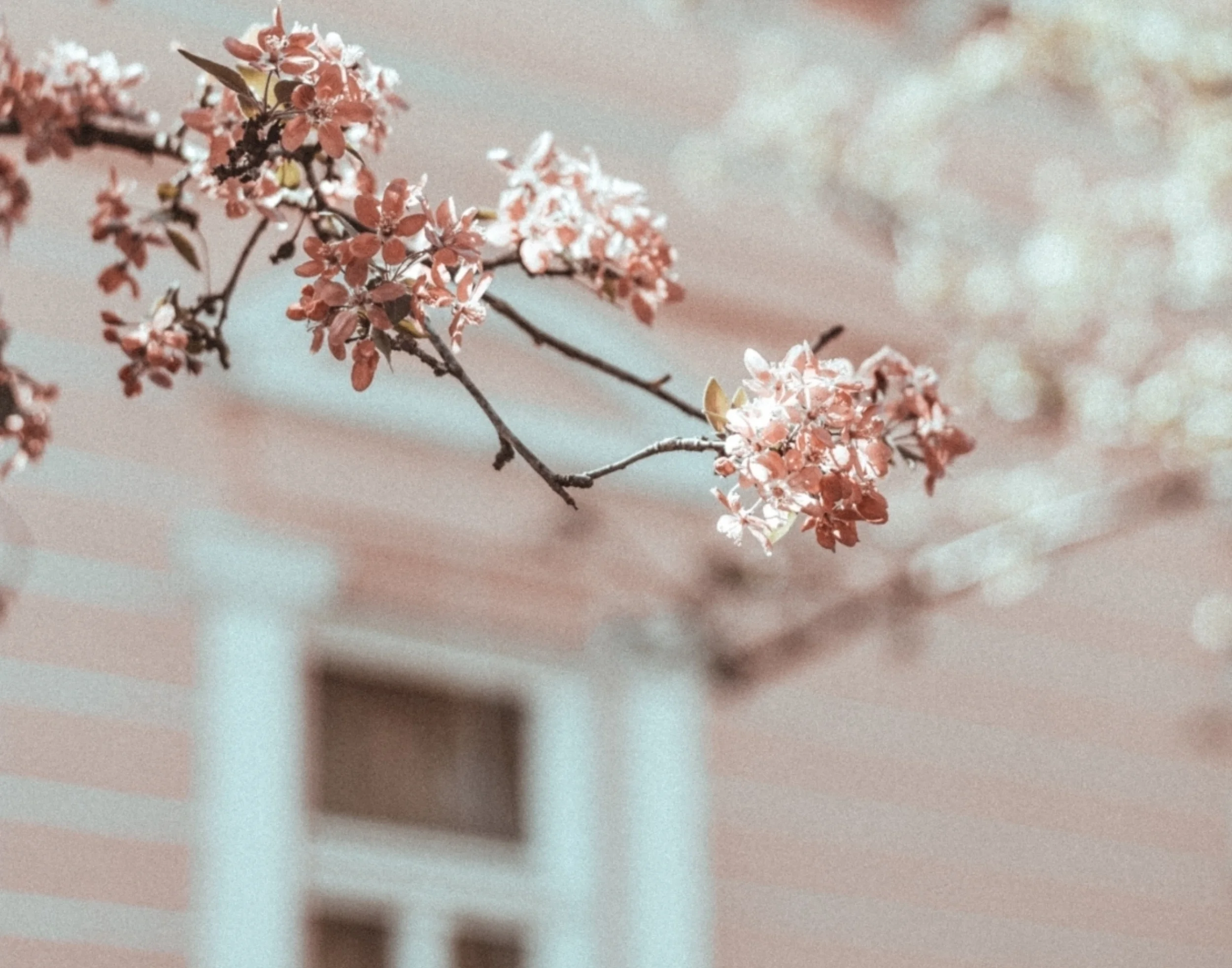 The Blossom Package can help you declutter your entire home with five days of sessions