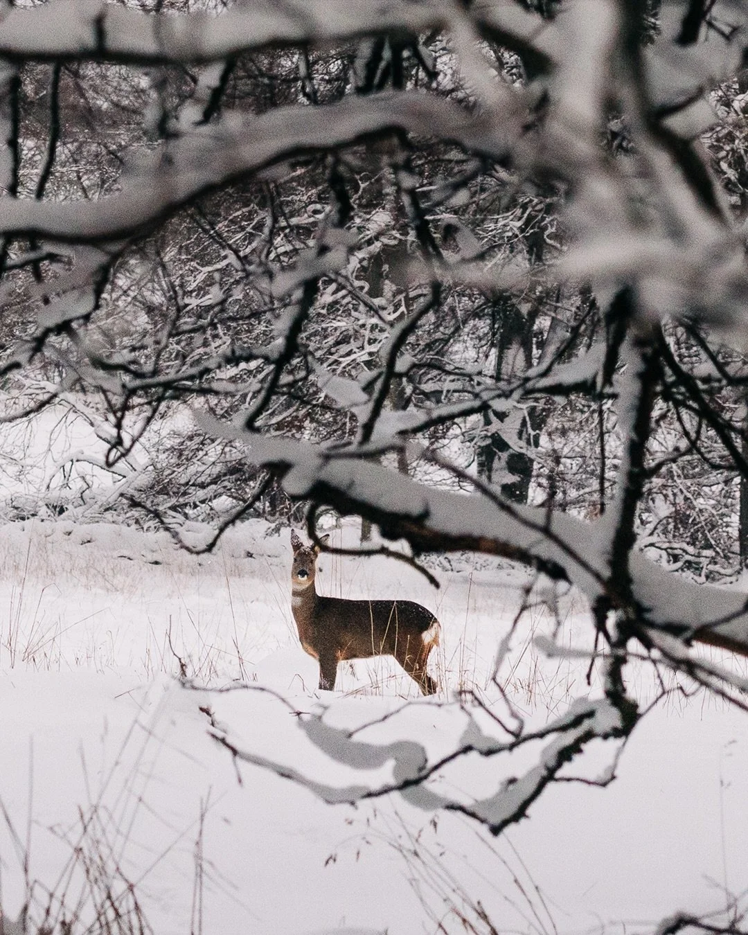 Capturing portraits in snowy conditions is one of my favourite things to do as a portrait photographer. 

There is something special in winter portraits, specifically the lighting. The fear of missing these moments is louder than the cold, and it pul
