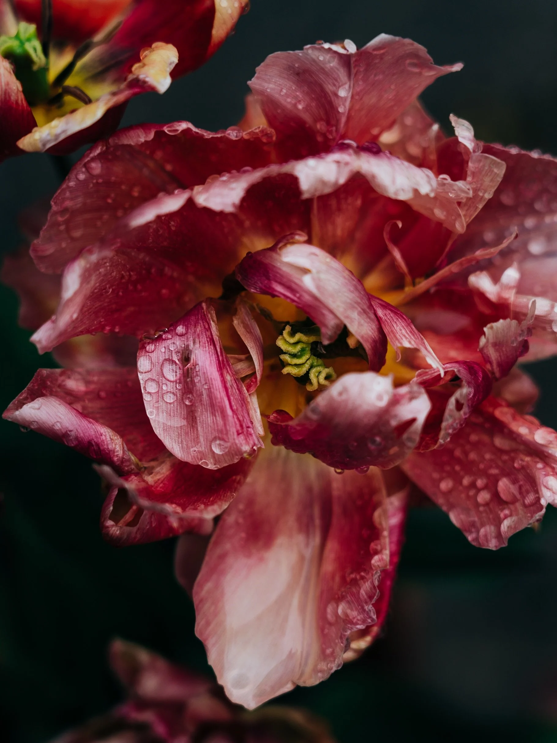 ⭐️Ageing &amp; Portraits⭐️ 
Ageing is another of the biggest reasons people avoid being photographed.

Some people miss how they used to look, and they don&rsquo;t feel photogenic anymore.
 
Like tulips, people are usually photographed in their splen
