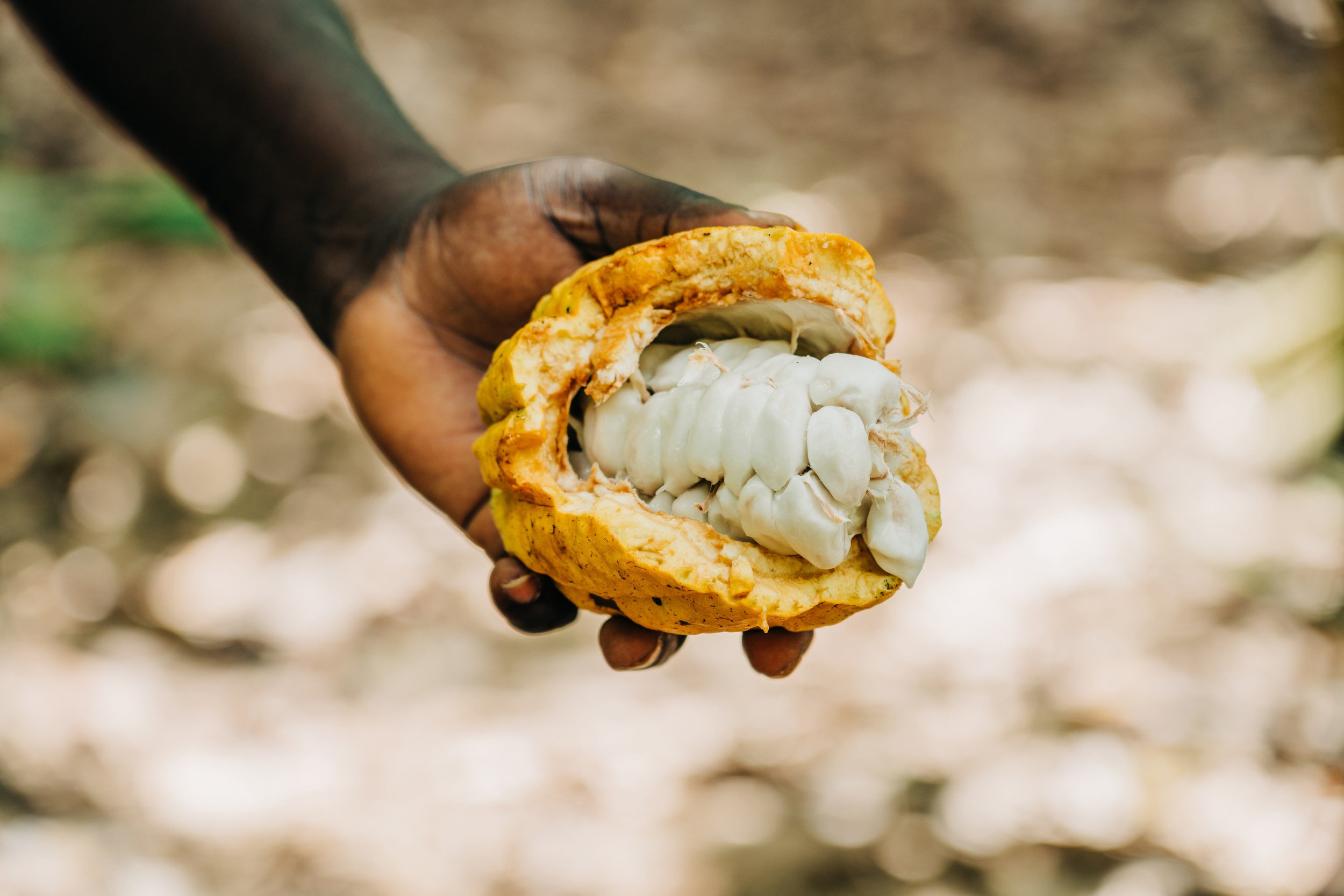 Cocoa bud - Aberdeen Photographer - Leticia Gaidon Bradford Photography - Corporate Photos - Headshots - Personal Branding - Blog - Events