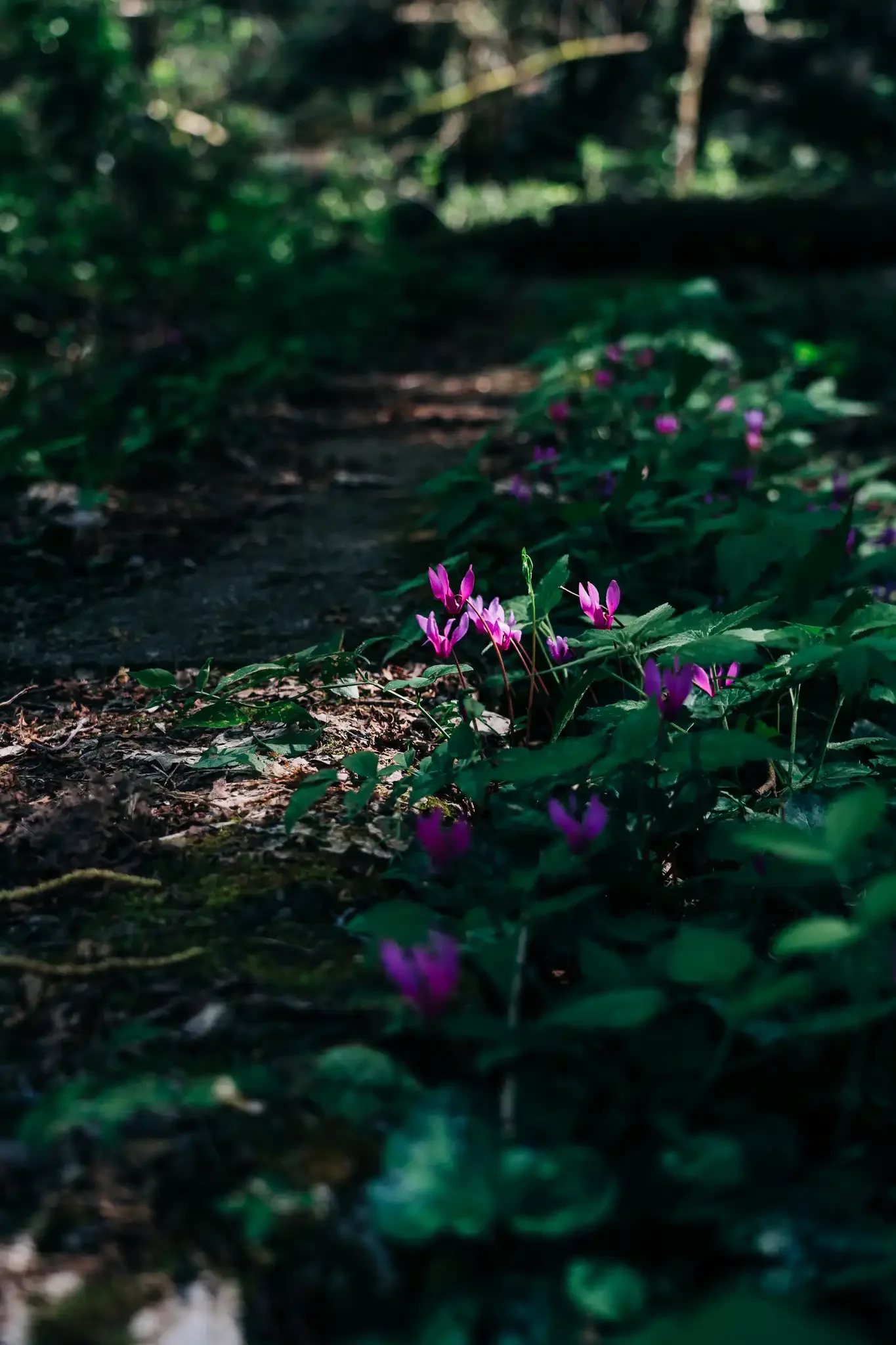 Wild flowers - Aberdeen and Aberdeenshire Photographer - Leticia Gaidon Bradford Photography - Architecture and Museum Photography - Blog - Corporative and Business Photos - Headshots - Personal Branding - Photography Business Blog - Portrait