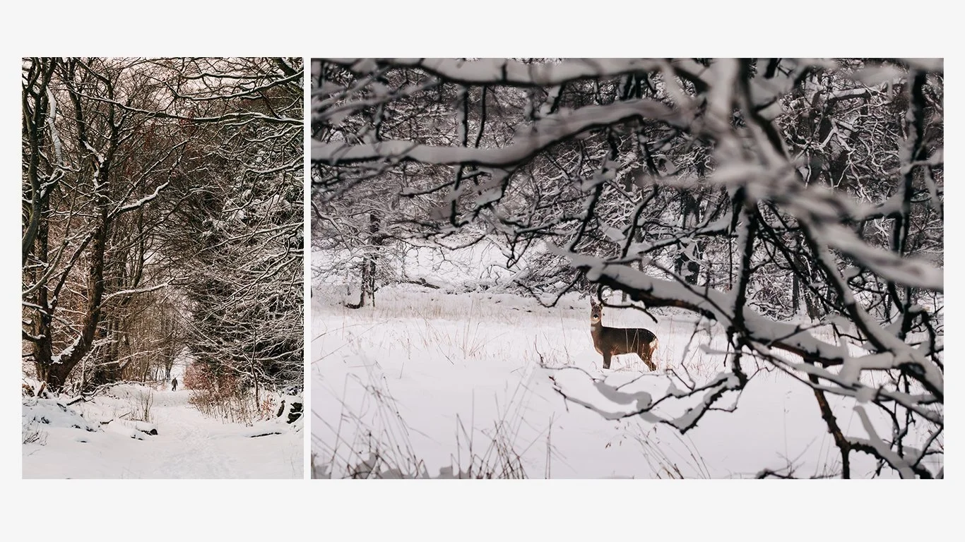 Countryside under the snow. Leticia Gaidon Bradford Photography - Images for website - Headshots - Personal Brand - Boudoir - Dating App Photography Profiles - Blog