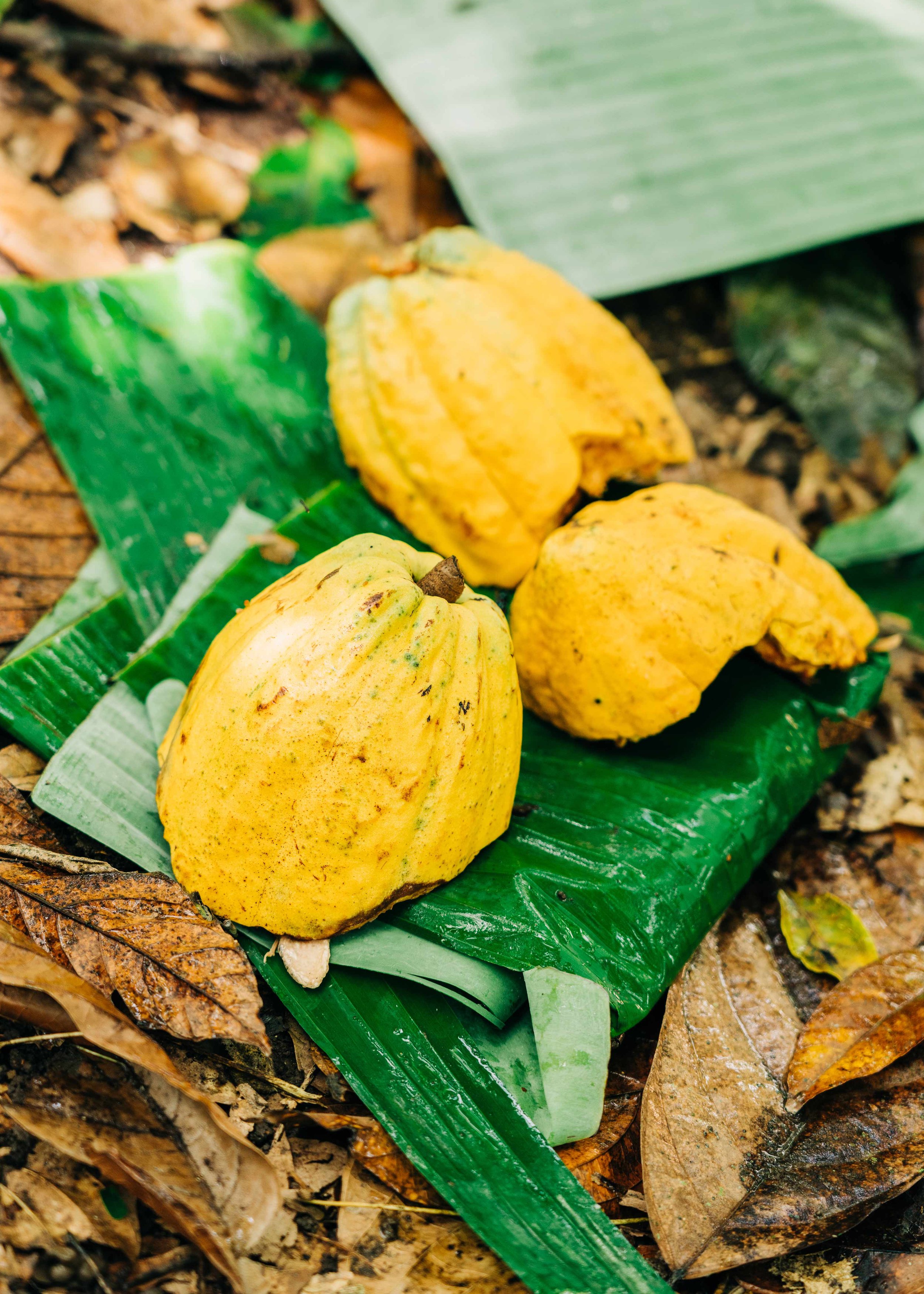 Cocoa buds - Aberdeen Photographer - Leticia Gaidon Bradford Photography - Corporate Photos - Headshots - Personal Branding - Blog - Events