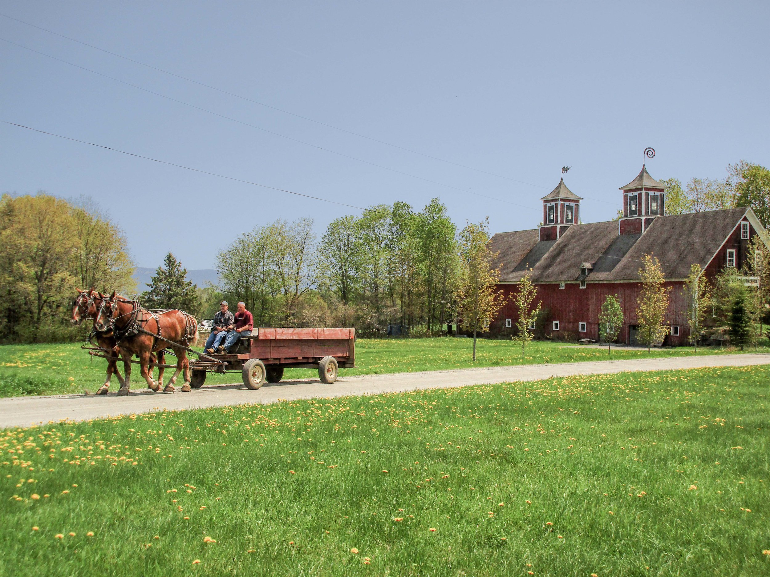 A horse drawn carriage heading away from Turning Stone Farm 