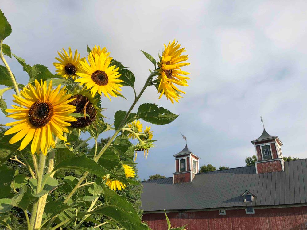 Golden sunflowers with the barn in the background