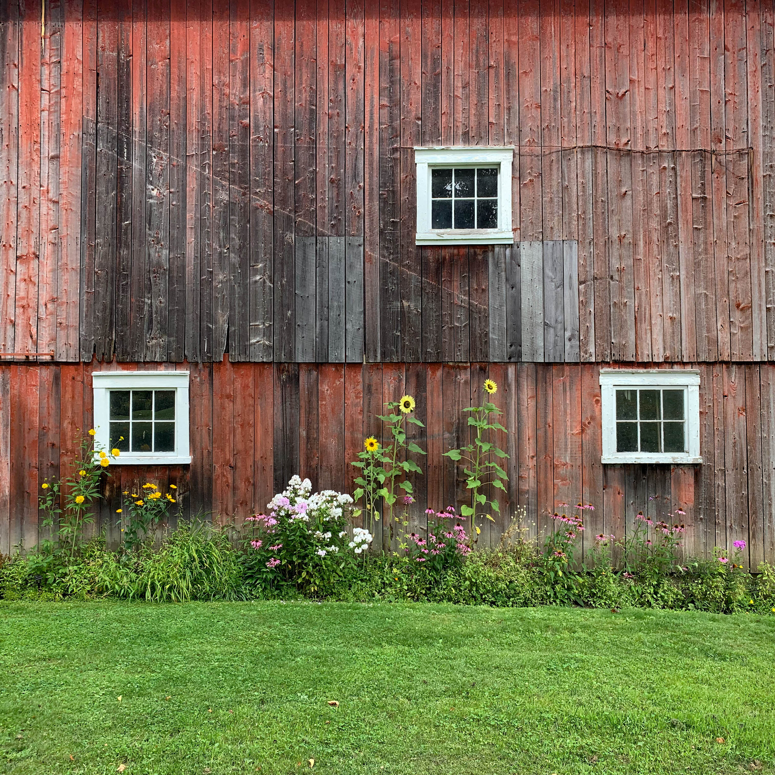Wildflowers growing outside a rustic red barn