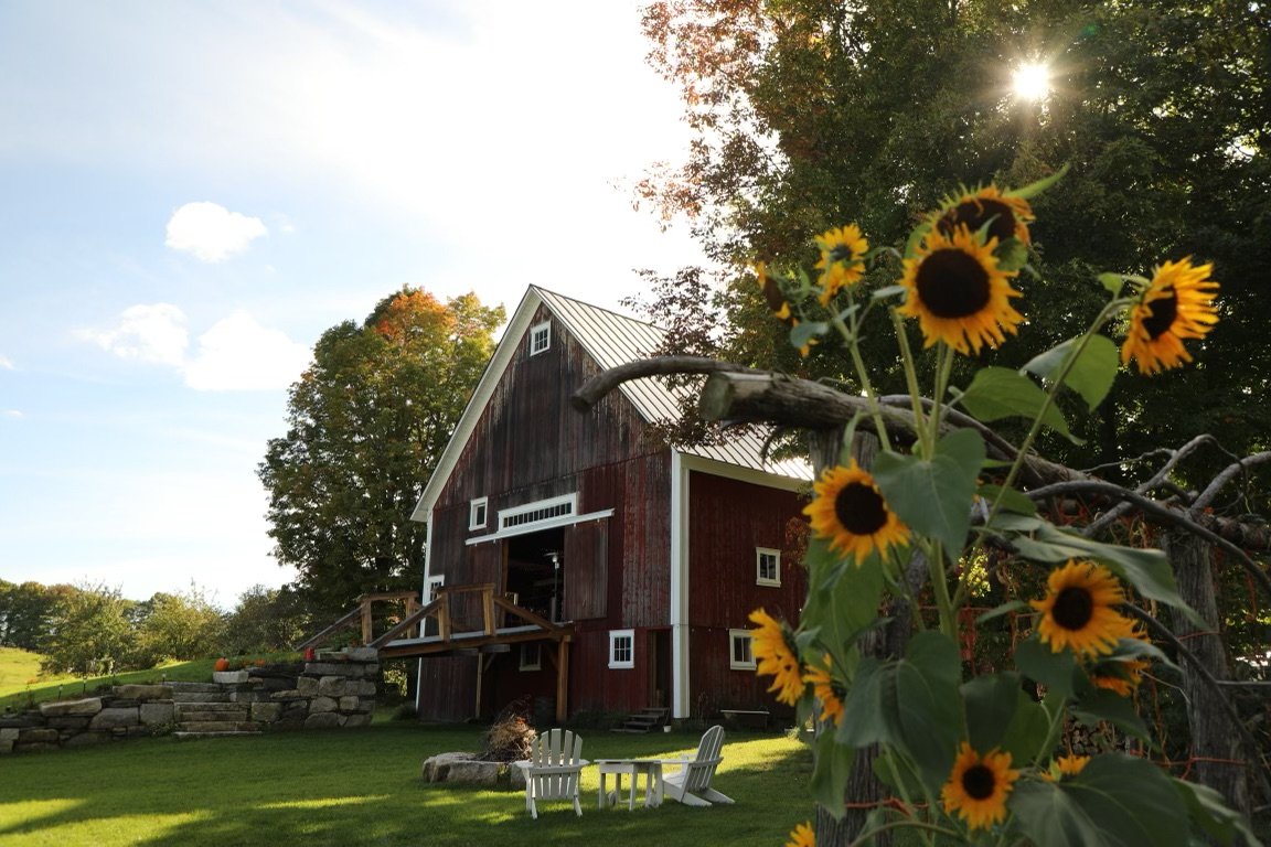 Sunlit sunflowers with the back of a Vermont Barn in the background