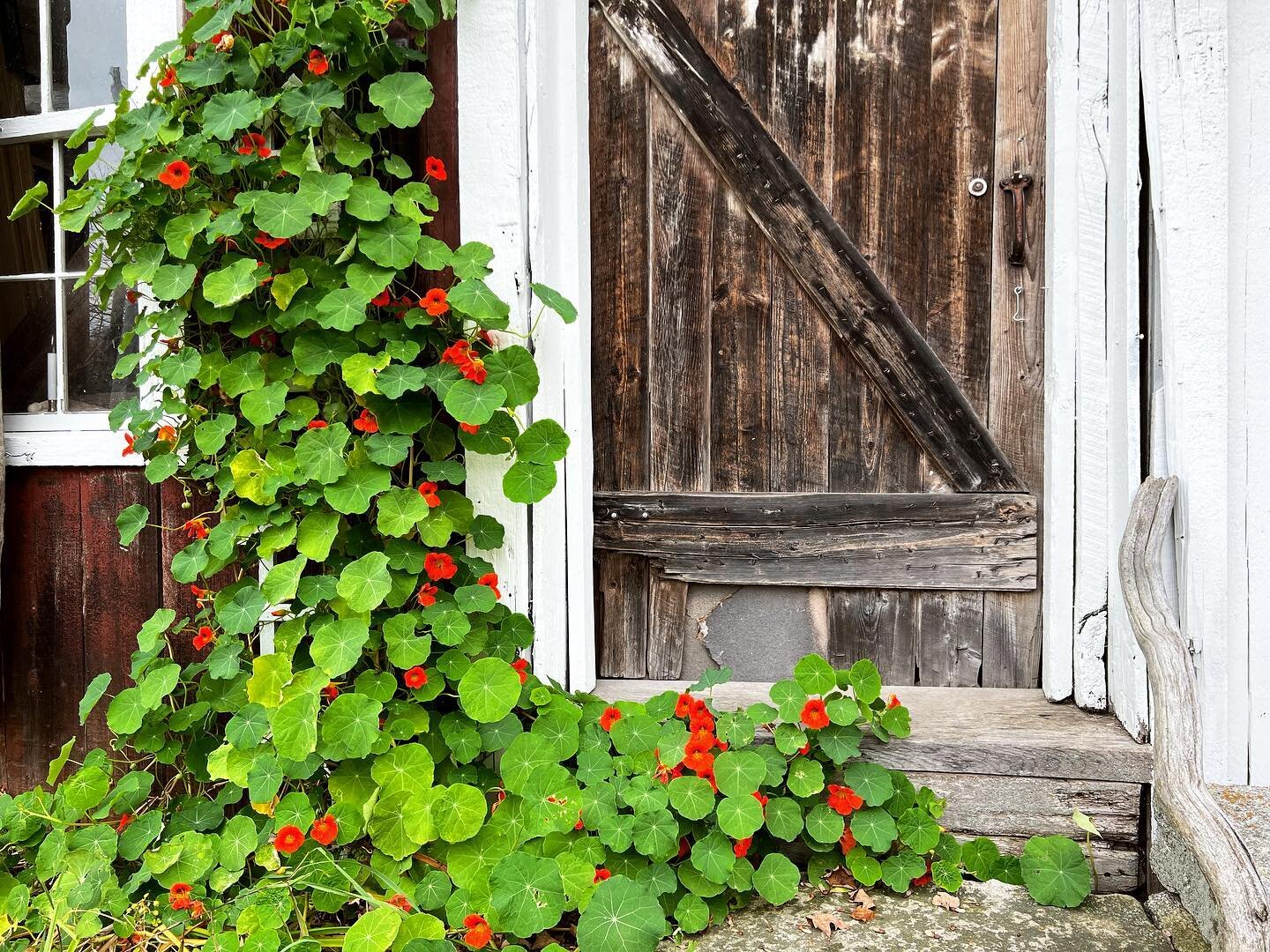 Blooming and growing at full speed these nasturtiums are in their glory! By next week they will be gone with the freezing temperatures and we will wait until next year to see them start a new. Enjoy the balmy fall weather today!
#vermontlife #vermont