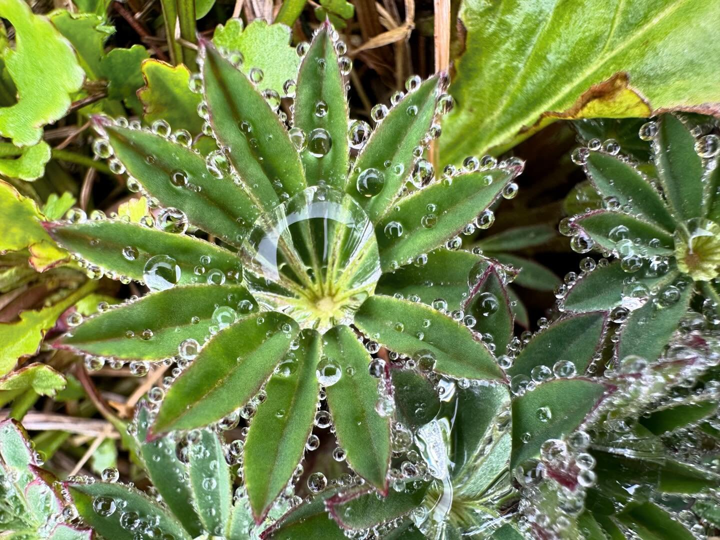 Magical morning rain droplets on the lupin leaves! Mother Nature is pretty amazing! Happy May! 
.
.
#may #mothernature #morningwalk #morningmeditation #morningmotivation #morninginspiration #waterwonders #vermontbyvermonters #vermontweddingvenue #ver