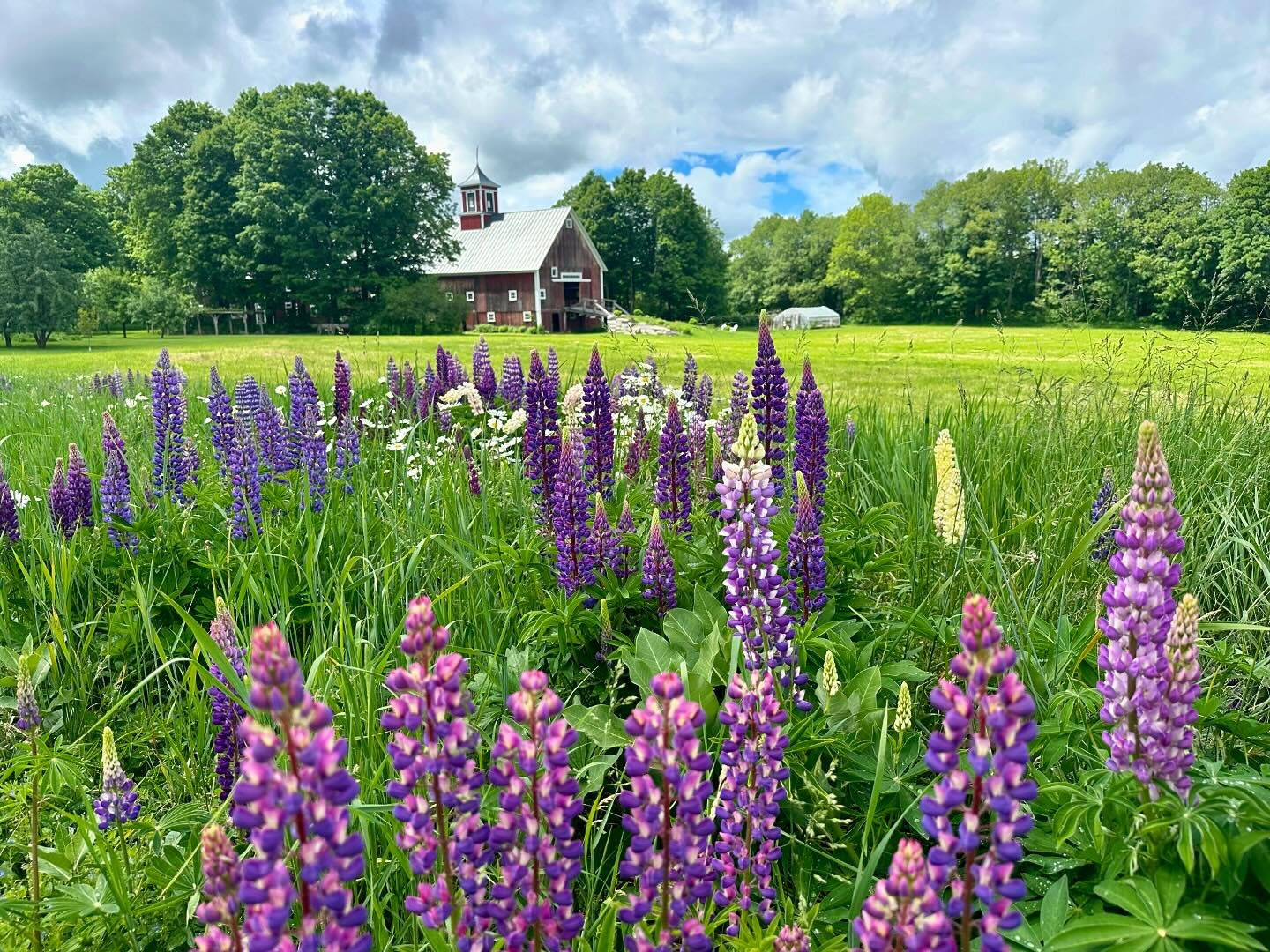 Lupine Season! The wildflowers are really shining this spring - the daisies and the buttercups too make for some gorgeous walks around the hay field. 

#flowerfield #lupine #weddingvenue #junewedding #greensborovt #wildflowers #springblooms #vermontw