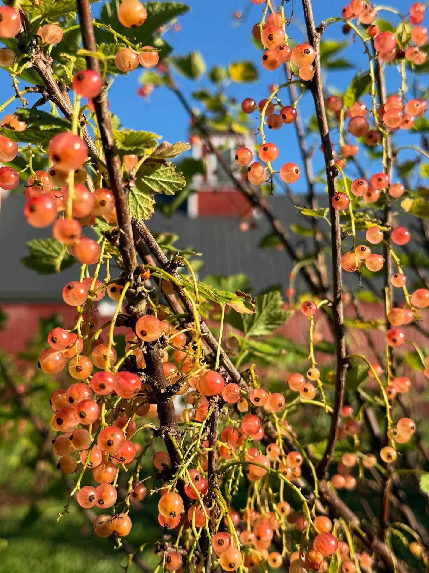 Summer is flying by! We&rsquo;ve been busy planting, weeding, harvesting, and most importantly enjoying this amazing season with family and friends. Wishing you all a happy summer ☀️