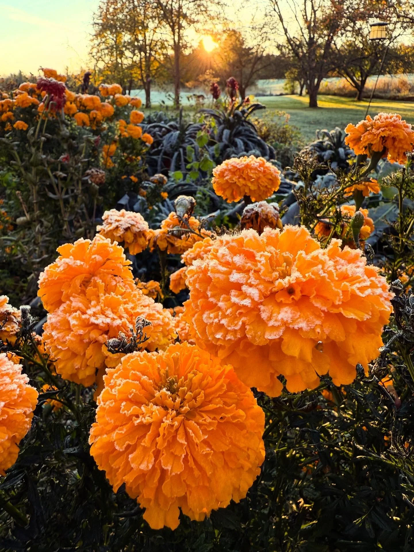 Morning frost ✨❄️☀️ and it&rsquo;s going to be a beautiful fall weekend! 

#flowergarden #frostedflowers #sunrise #weddingweekend #fallfoliage #vermontfall #fallwedding #vermontfallwedding #newenglandfall #nekvt