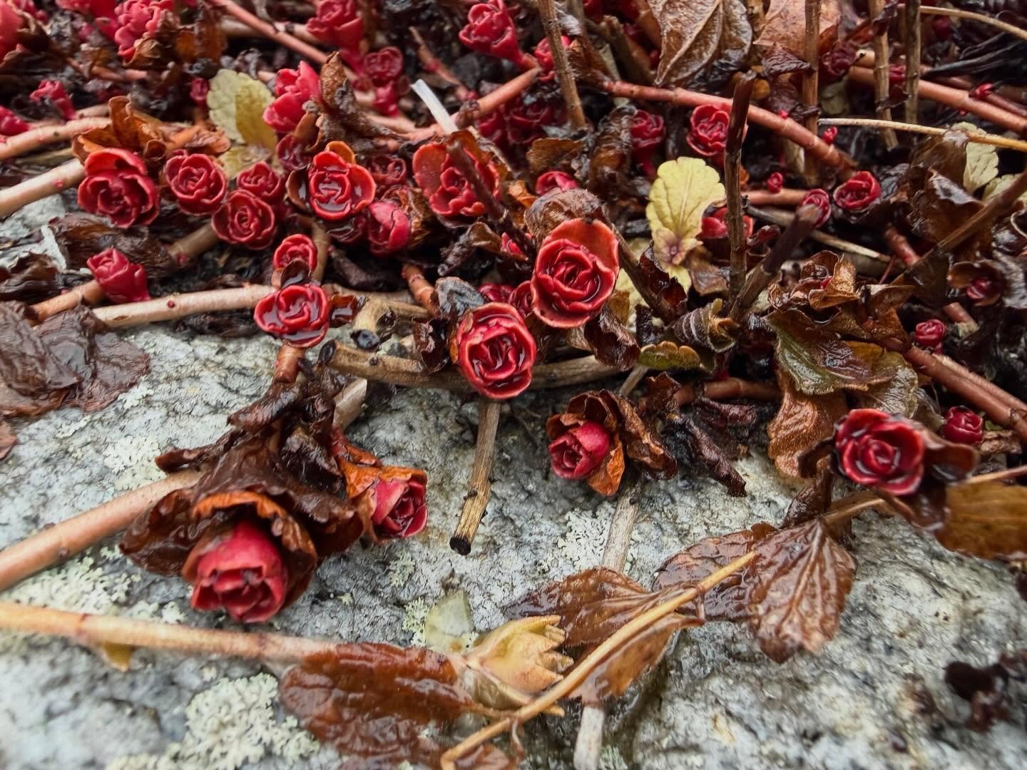 Signs of spring popping up around the grounds. These little rosettes popping out on the high drive wall made me smile after the dogs and I went for a walk this morning. 

#springtime #signsofspring