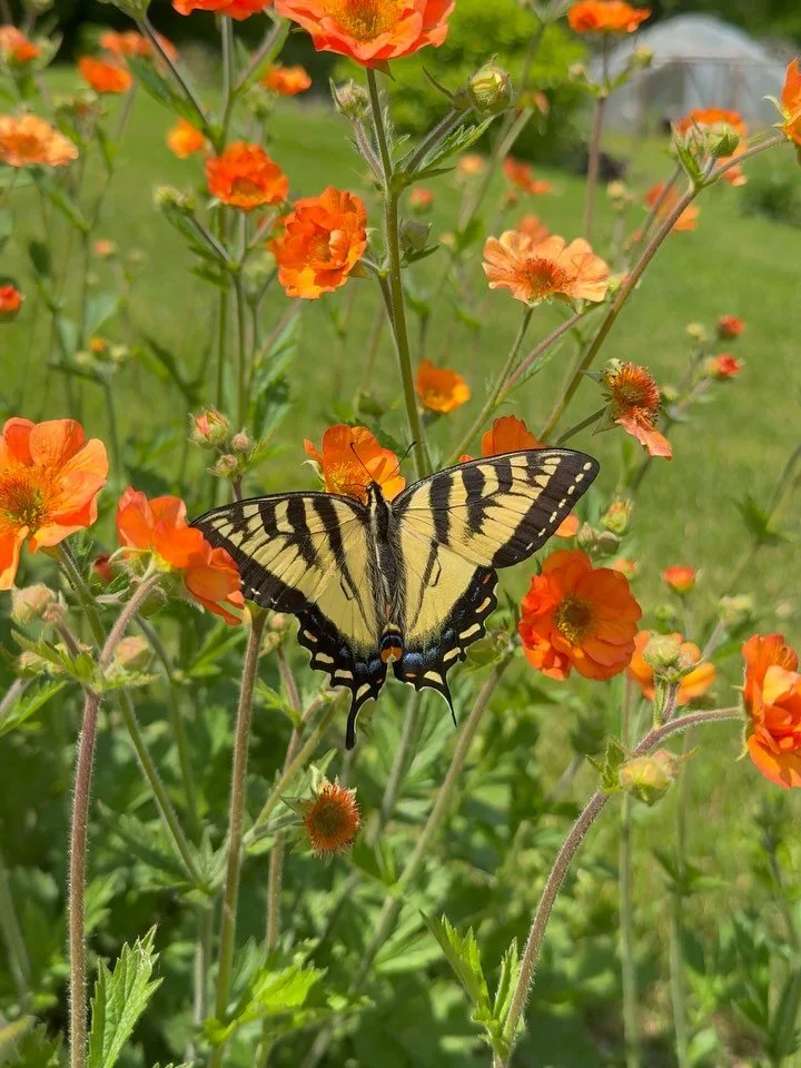 Spring is going by so quickly! Enjoyed watching this swallowtail fly around the gardens while doing some weeding and transplanting. 

#swallowtailbutterfly #springflowers #pollinators