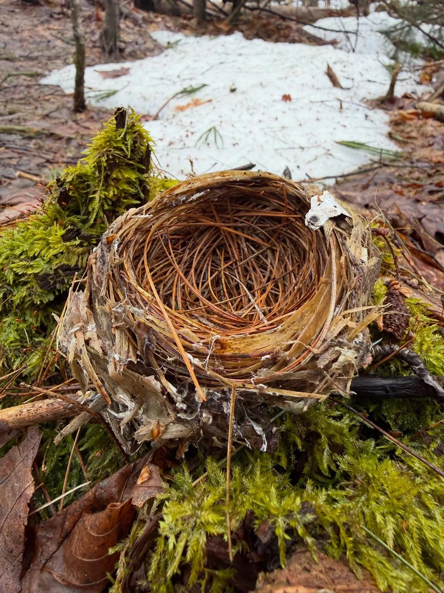 For those who celebrate, Happy Easter! We found this gorgeous little nest in the woods on this afternoon&rsquo;s walk 🪺🐾🍂 

#signsofspring #springtime #birdsnest #happyeaster