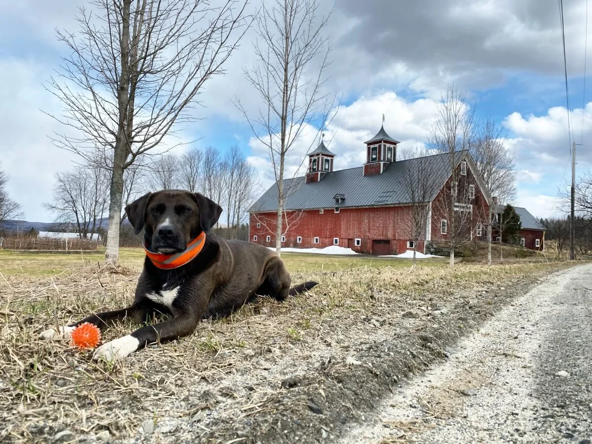 Ellie died on Easter. She was a loyal loving companion for 12 years and greeted everyone with a wagging tail. Her gentle soul won people&rsquo;s hearts including my Mother. Ellie was a very special friend and her constant presence will be missed but 
