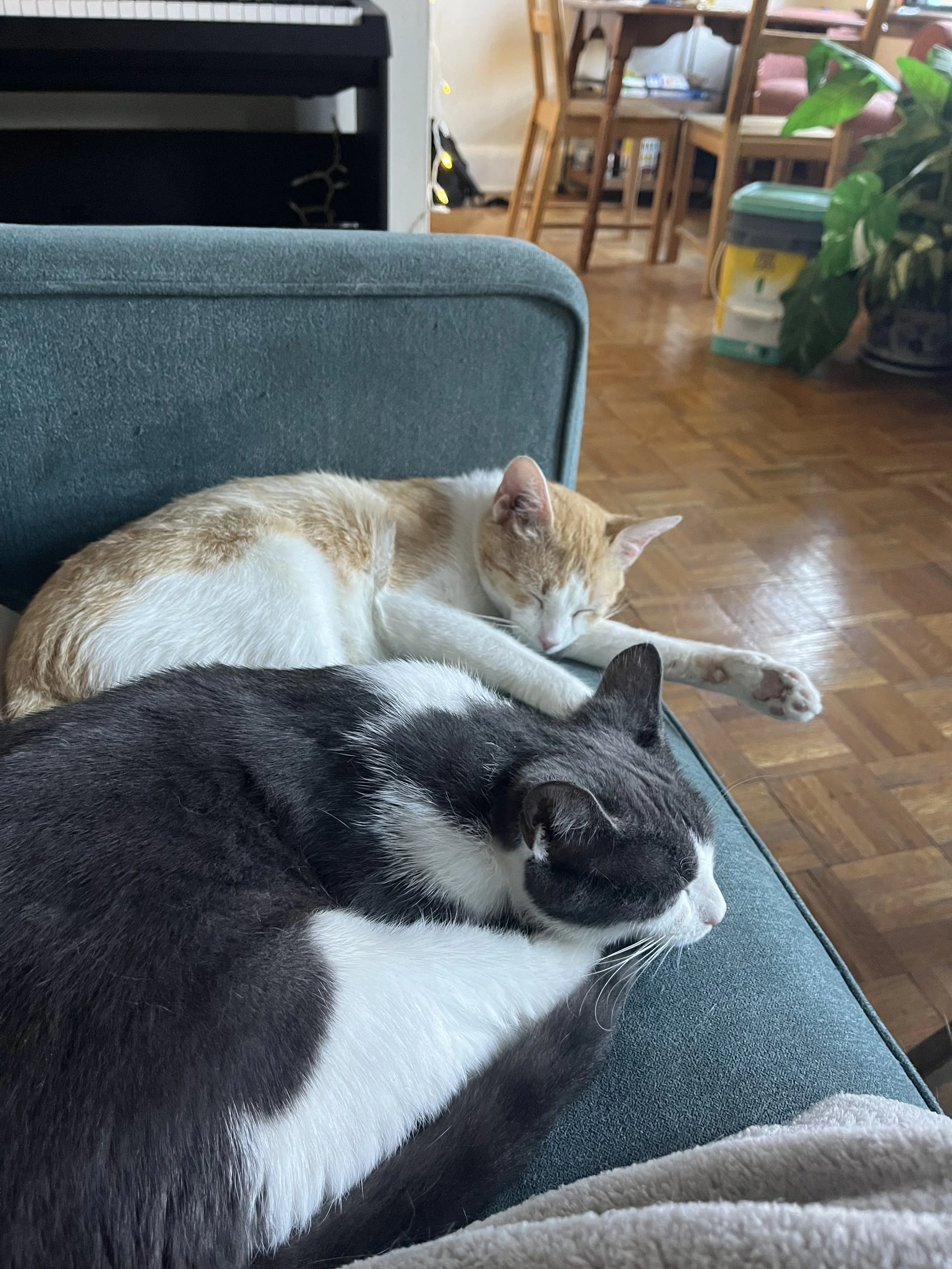 IMG_7786.jpeg