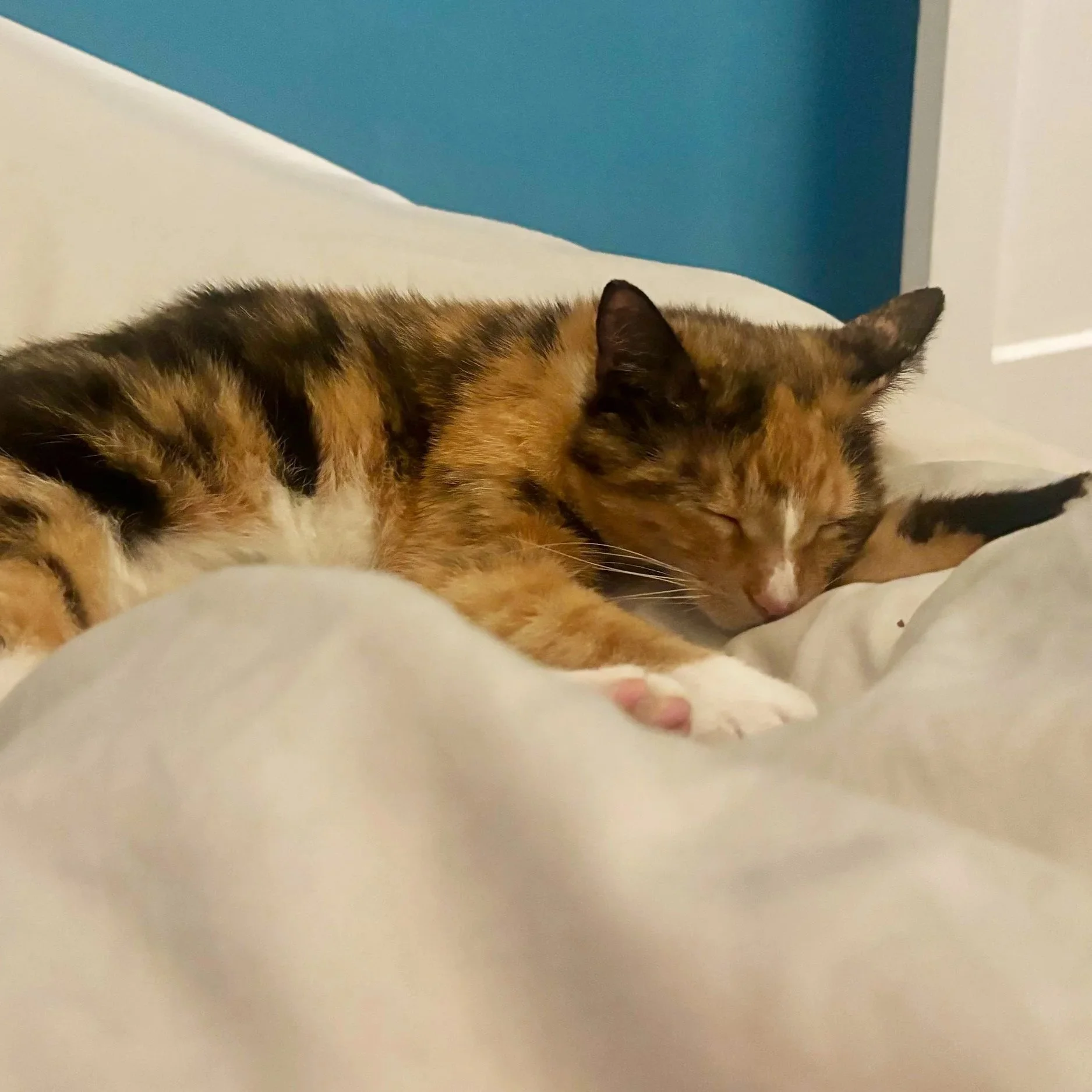 Sweet+Dreams.jpg