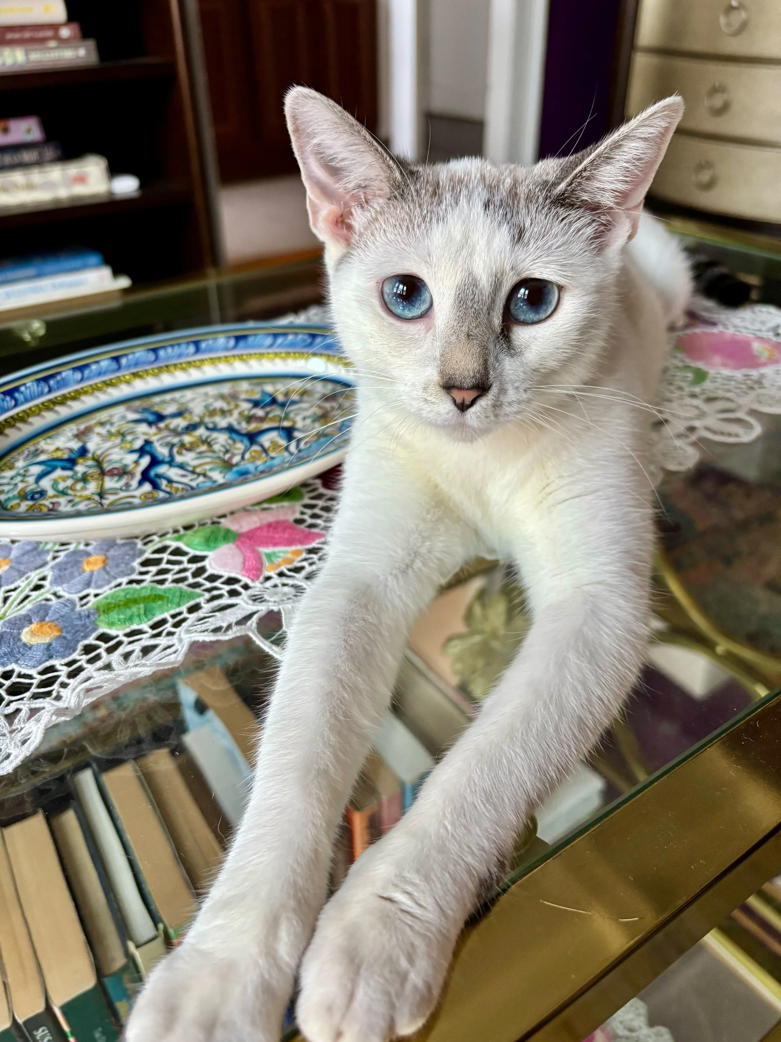 Fur angel.jpg