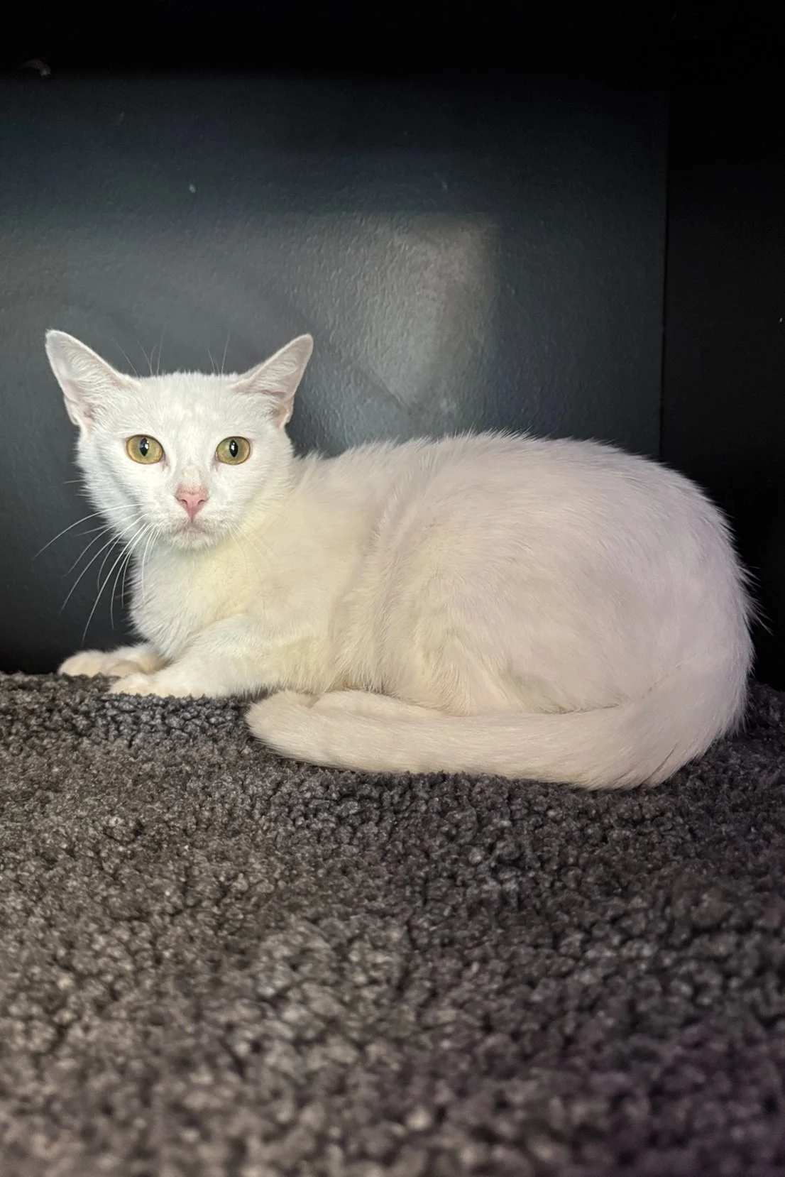 Elderly Cats for Adoption: Loving Companions Awaiting Homes