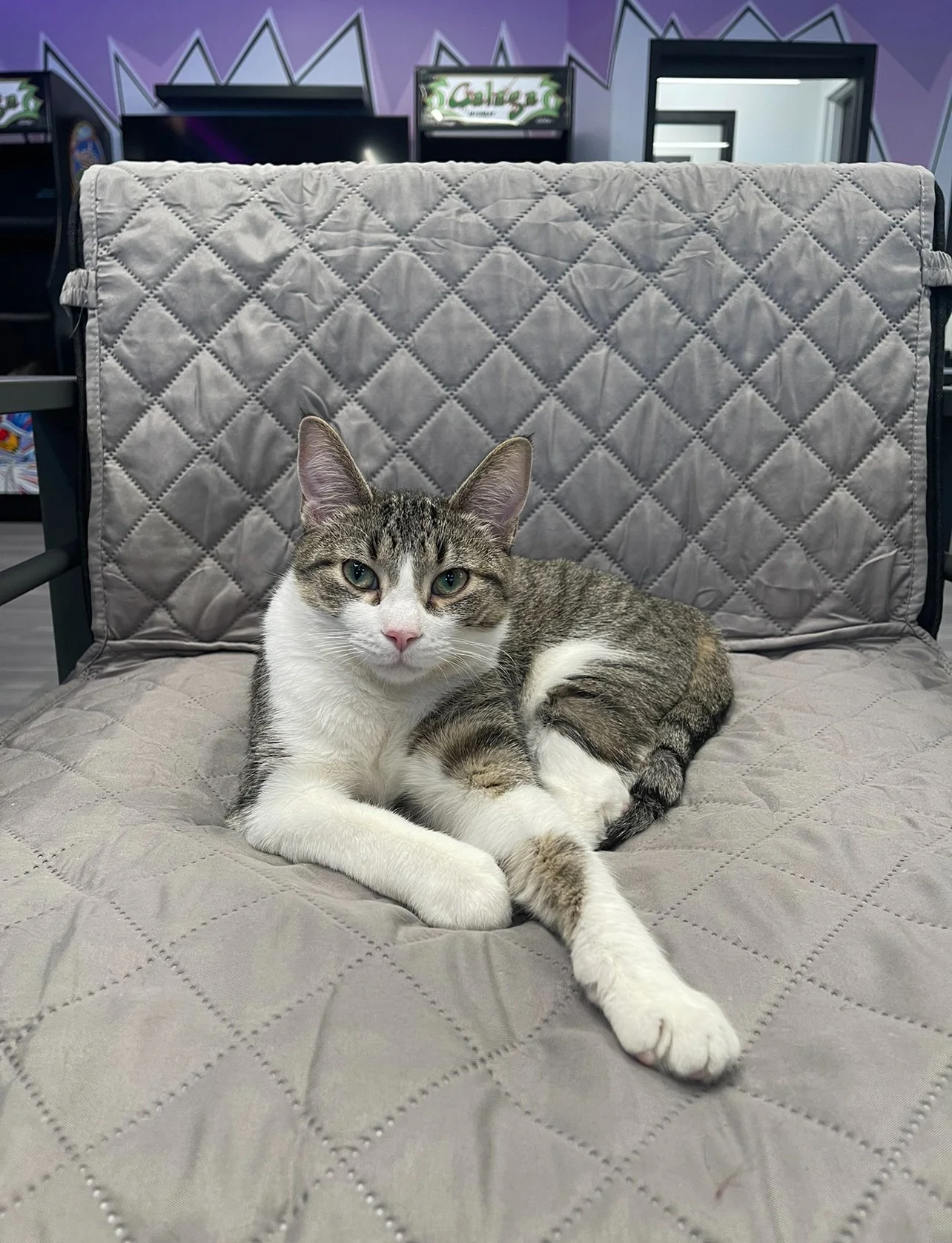 Adoptable Cats new — The Catcade