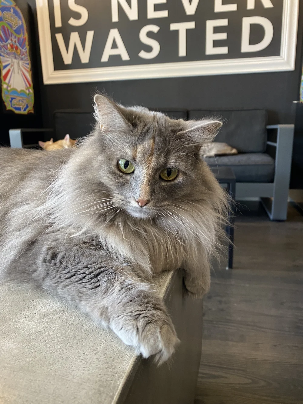 Donate — The Catcade