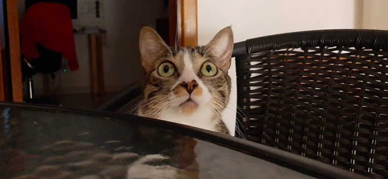 Captura de pantalla 2020-05-20 a las 10.29.22 p.m..png