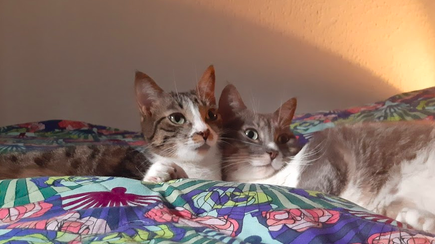 Captura de pantalla 2020-05-20 a las 10.28.15 p.m..png