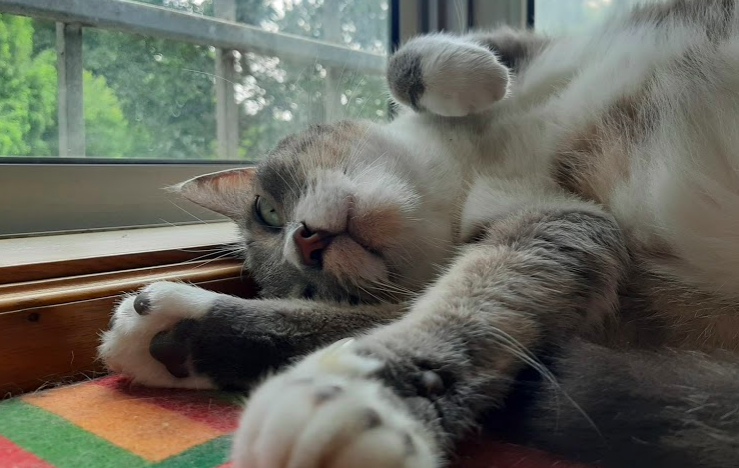 Captura de pantalla 2020-05-20 a las 10.30.08 p.m..png