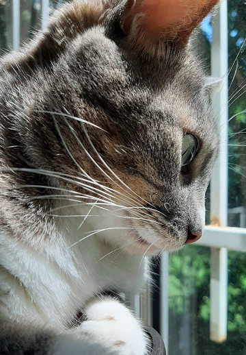 Captura de pantalla 2020-05-20 a las 10.31.10 p.m..png