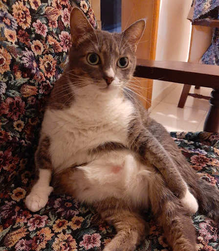 Captura de pantalla 2020-05-20 a las 10.30.48 p.m..png