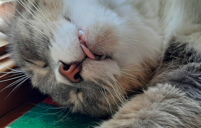 Captura de pantalla 2020-05-20 a las 10.30.34 p.m..png