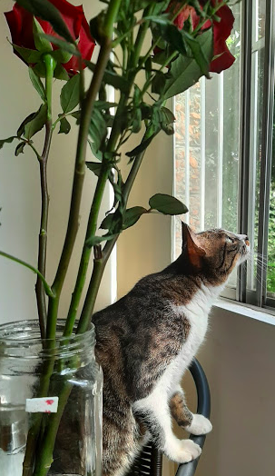 Captura de pantalla 2020-05-20 a las 10.31.50 p.m..png