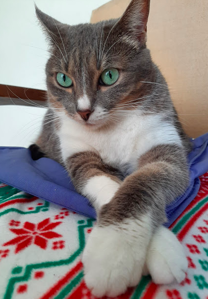 Captura de pantalla 2020-05-20 a las 10.32.06 p.m..png