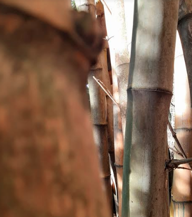 Captura de pantalla 2020-05-26 a las 11.38.09 a.m..png