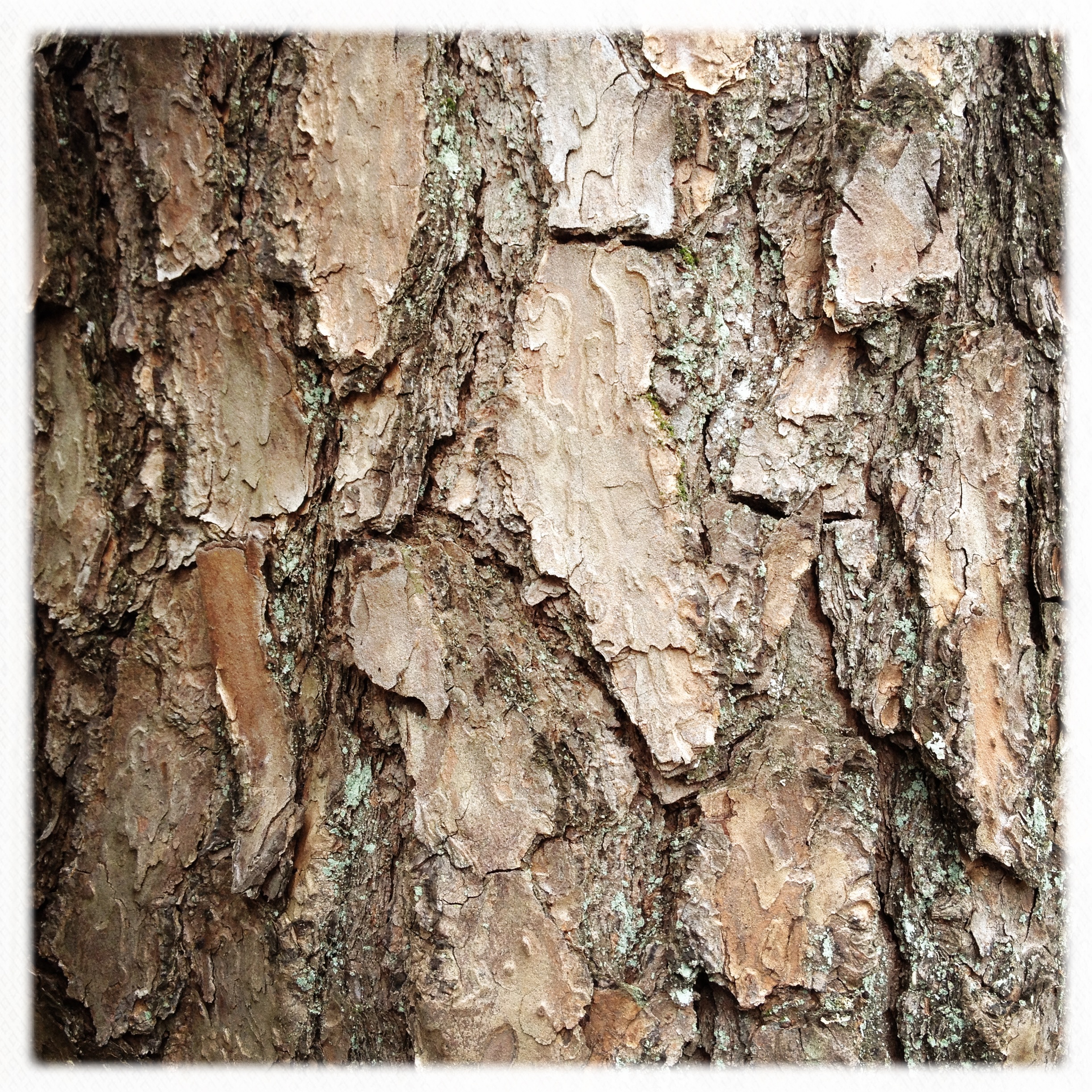 bark 5.JPG
