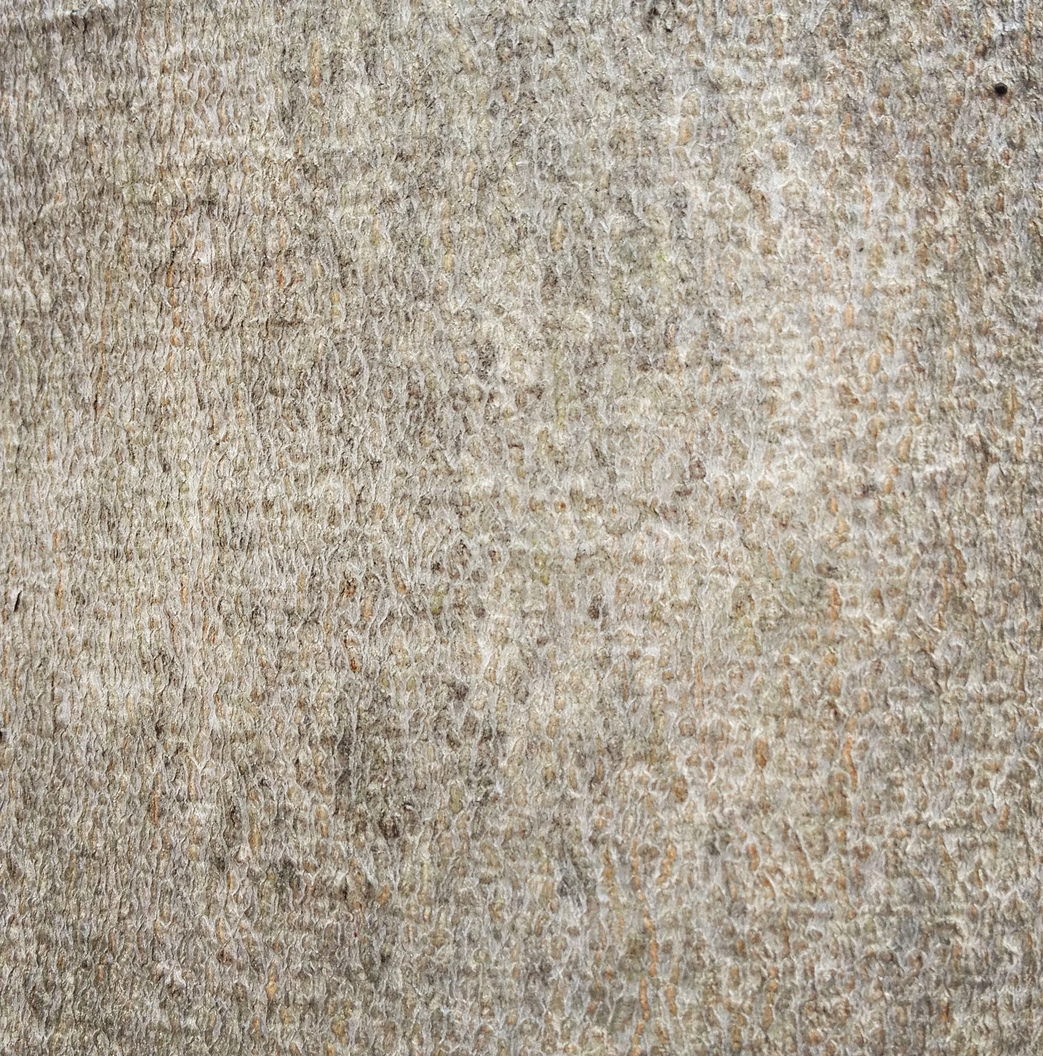 bark 4.JPG
